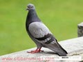 ANTI PALOMAS EN BARCELONA