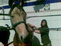 CENTRO DE EQUITACION EL SITIO IDEAL PARA TU CABALLO 