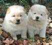 Adorable hombres y mujeres chow chow 