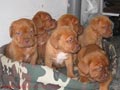 dogo de burdeos para la adopción