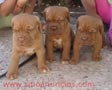 Macho y hembra dogo de burdeos