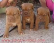 Cachorros dogo de burdeos 