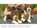 Cachorros de beagle