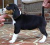 Regalo:excelentes cachorros beagle