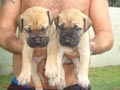 Regalo bullmastiff cachorros