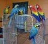 bebés guacamayo fértiles, de avestruz, huevos de cacatúa loros y loros para la venta