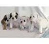 BULLDOG INGLES PARA OFRECER GRATIS