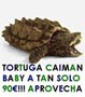 tortugas caiman baby a tan solo 90?