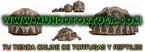Mundo tortuga tienda online