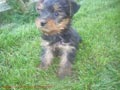 Yorkshire terrier cachorros 240?