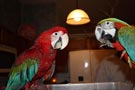 Hermosa guacamaya loros para la venta 