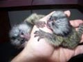 Pequeños Monos Tití Para La Venta 
