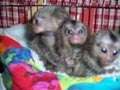  monos titi pincel blanco 