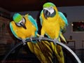Adorable y bien entrenados azul y oro loros guacamayos