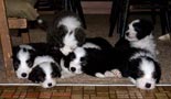 Regalo border collie 