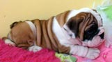 ​cachorros bulldog inglés