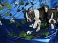 Camada de bulldog francés excelentes
