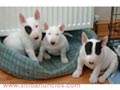 Bull terrier cachorros busca un casa 