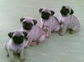Cachorros carlino pedigree 200? c/u 
