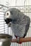Hombre loro gris africano 