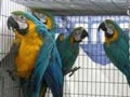 Saludable azul y oro loros guacamayos 