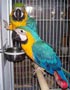  Bonito par de azul y oro guacamayo loros 