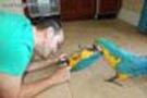 Guacamayo azul y oro loros para la venta 