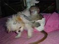 Bonito monos capuchinos para la venta
