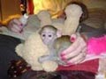 Inicio planteadas monos capuchinos bebé en adopción