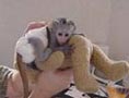 Monos capuchinos para APROBACIÓN