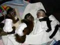bebé monos capuchinos 