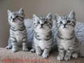 Pelo corto Bretaña gatitos listos
