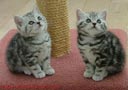 ¡Adopta un gatito