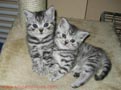 gatitos para una nueva familia