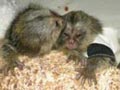 monos titi pincel blanco 