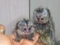 DOS MONOS TITI PARA LA VENTA