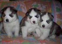 siberian husky cachorros para su aprobacion 