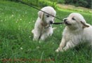 Se regalan cachorros golden retriever