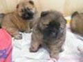 dos cachorros chow chow para su aprobacion