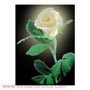  10 EUROS X 15 MINUTOS VIDENTE DIRECTA ROSA BLANCA