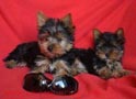 Regalo Hombre y Mujer taza de té yorkshire terrier cachorros