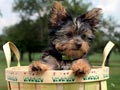 Regalo 2 Navidad Hombre y Mujer taza de té yorkshire terrier cachorros
