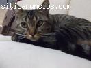 JOY, GATITO, 7 MESES, EXTREMADAMENTE CARIÑOSO Y SOCIABLE