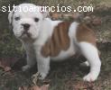 Afectuoso cachorros bulldog Inglés para su aprobación