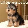 REGALO CACHORROS TOY , DE YORKSHIRE TERRIER M