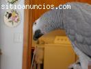 bien entrenados loros grises africanos para l