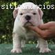 Inglês bulldog para o Natal
