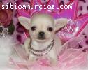 saludable chihuahua disponibles