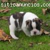 preciosa camada de bulldog francés bicolor