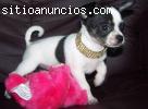 AKC Chihuahua de la Navidad, tanto pelo largo